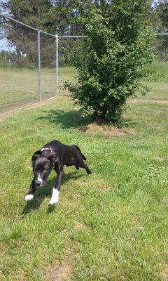 We have a large fenced in area where your dog can run and play!