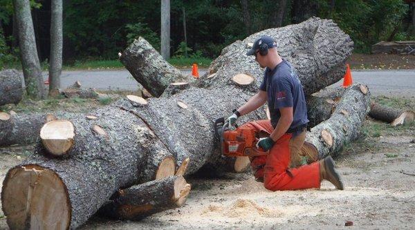 Quality Tree Trimming and Removal Service in Olathe