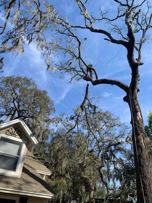 Oak removal