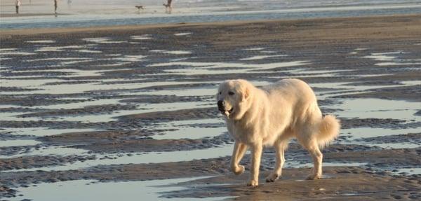 Zeus at the beach.