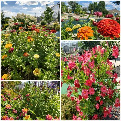 Flowers in full bloom all around both mini golf courses!