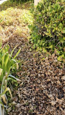 Someone applied herbicide to ivy and other plants, without notice to residents. Not sure what the purpose of that was.