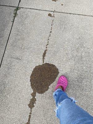 Oil all over my driveway