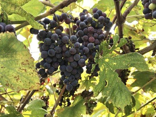 Harvest time grapes