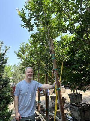 Our new Crape Myrtle Tuscarora :)