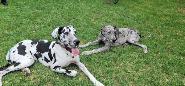 Picture of my two boys after a walk