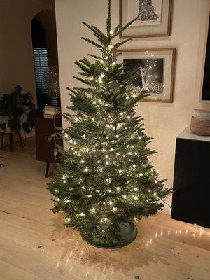 Our daughters 1st Christmas tree 2022 Noble. Thanks for your help Israel!