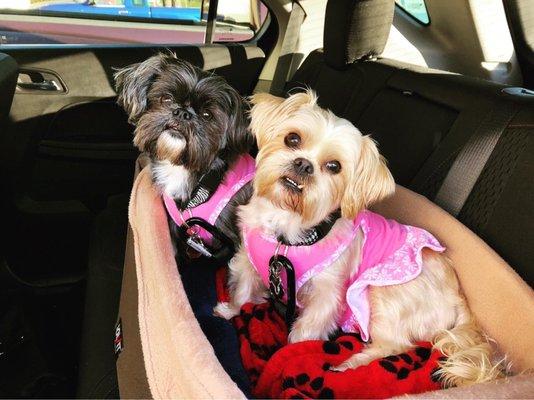 Grace & Nova in their car seat!