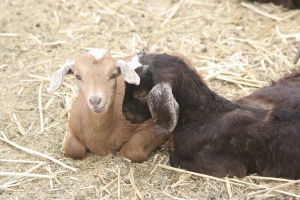 Two of our new baby goats