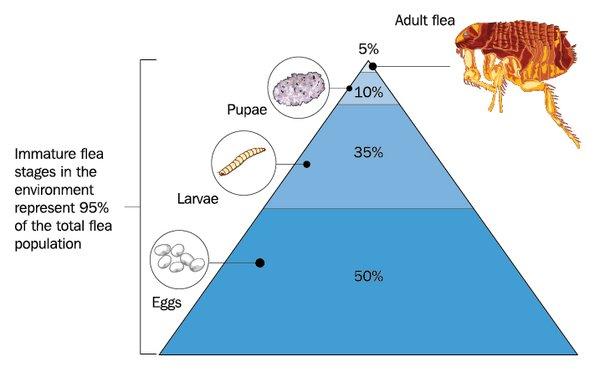 Flea Life Cycle