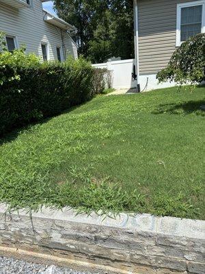 Area of front lawn that has been treated.