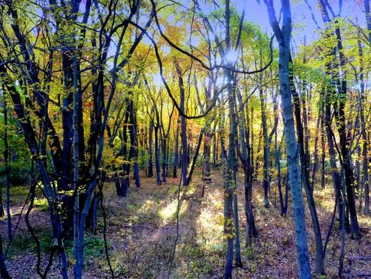 Pennypack Trail