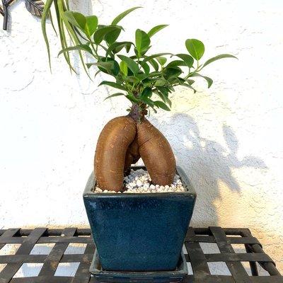 Bonsai ginseng ficus tree.