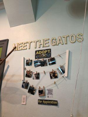 Meet the Gatos!