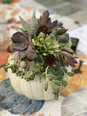 Succulent Pumpkins