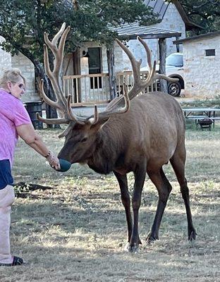 Feeding the elk.