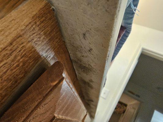 Mold. From leak in bathroom that STMH refuses to fix correctly. This is my kids' bathroom.