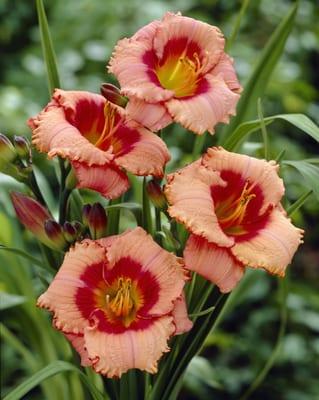 Daylily "Strawberry Candy"