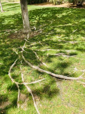 Crazy tree roots.