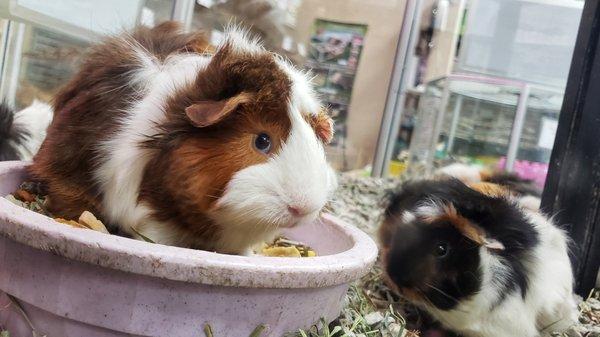 Guinea Pigs waiting to be adopted.