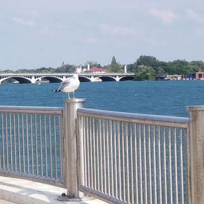 Bridge to Belle Isle