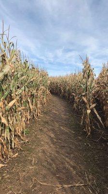 Corn maze- super tall stalks!