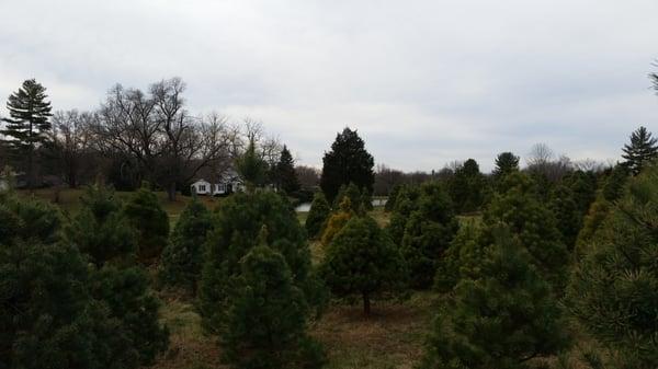 Plenty of selection, trees of every type and size