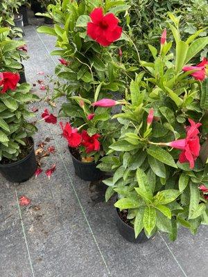 Red mandevilla