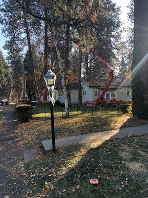 Pruning hazard limbs over a home on a Ponderosa Pine in the Audubon neighborhood of Spokane,Wa