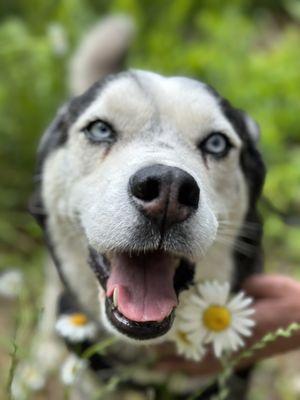 Lower Columbia Veterinary Clinic