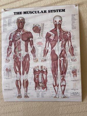 Poster of Muscular System