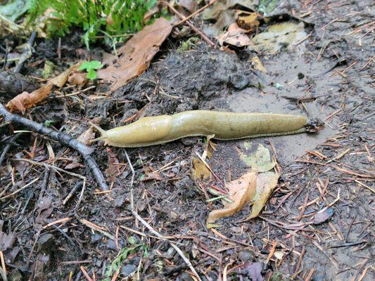 Huge Slug