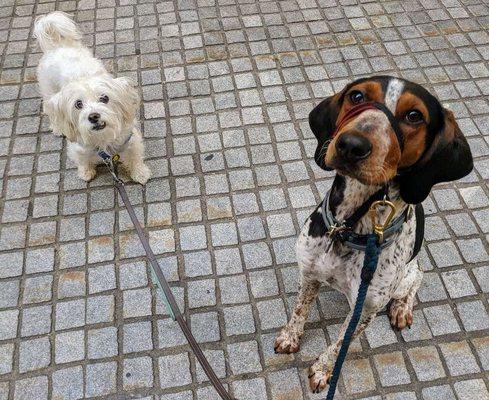 Casper and Tally enjoying their daily social walk together!