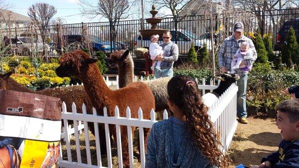 Petting Zoo at a garden nursery