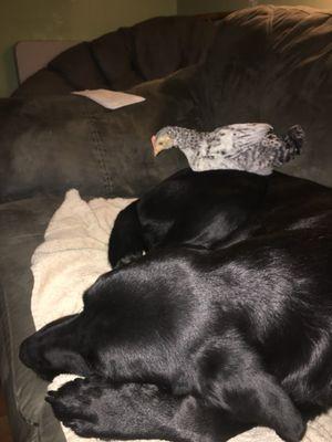 Our pup being a sweet boy and letting our chicken take a nap on his butt. 
 He's dead now from Arden Animal Hospital withholding his meds.