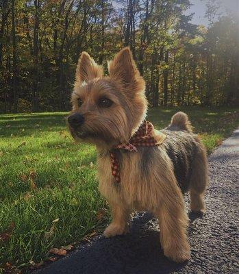 Niko after getting groomed!