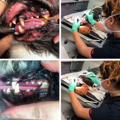 Before and after!  Raquel hard at work cleaning those teeth!