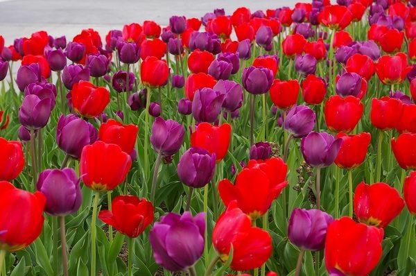 Over 200 varieties of bulbs for sale