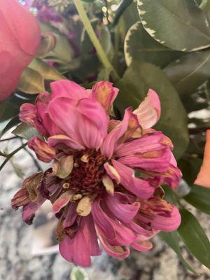 Wilted zinnia