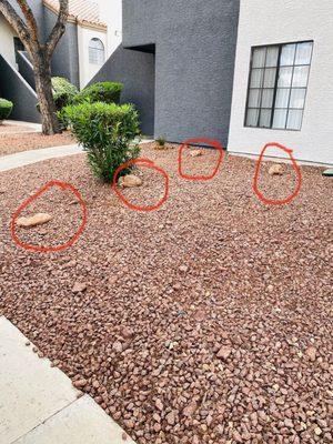 Example of how inconsiderate tenants just fling there dog feces and bags all over the property.