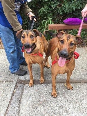 Lola and Moxy are 1-year-old sisters waiting to be adopted. (They do not have to be adopted together.)