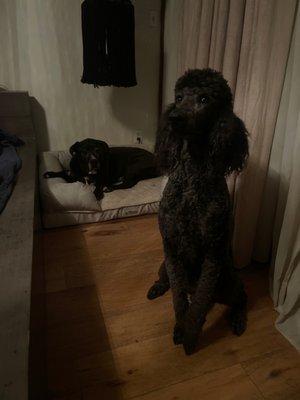 Lab pit mix and standard poodle groomed