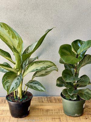 Winners! For mama 1 -- chinese evergreen (Aglaonema 6" Silver Bay: $16.99) and fiddle-leaf fig (Ficus Lyrata Bambino 6": $16.99)