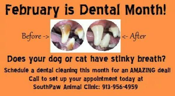 Dental Month Special: $150 Dental Cleaning for the month of February!