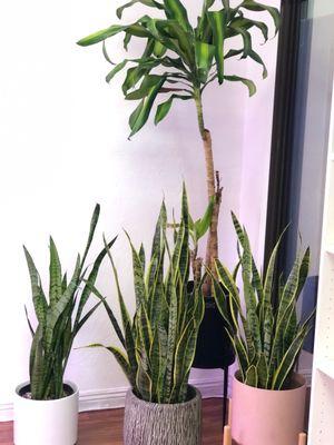 Sansevieria & Dracaena Realness