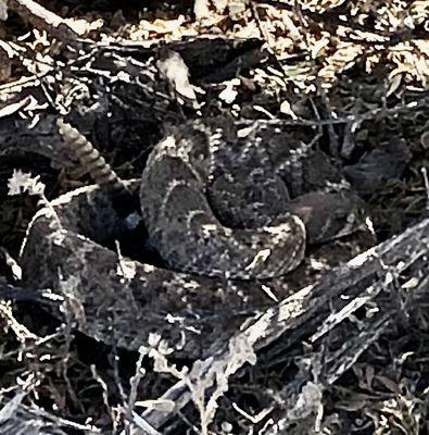 We saw this diamondback rattlesnake about 1 minute into the tour.