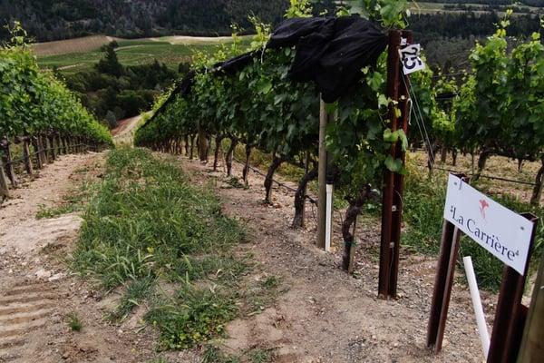 At about 2000 feet is where the chardonnay are planted.