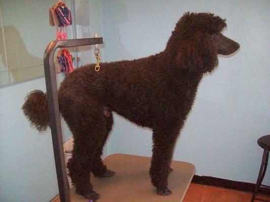 Remmy St poodle. before