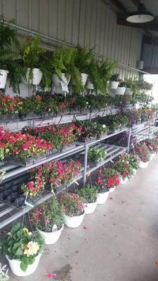 Stuckmeyer Plants & Produce