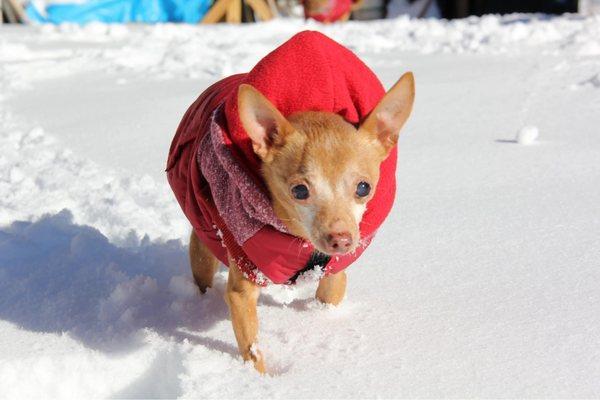 Sheepshead Bay Veterinary Group